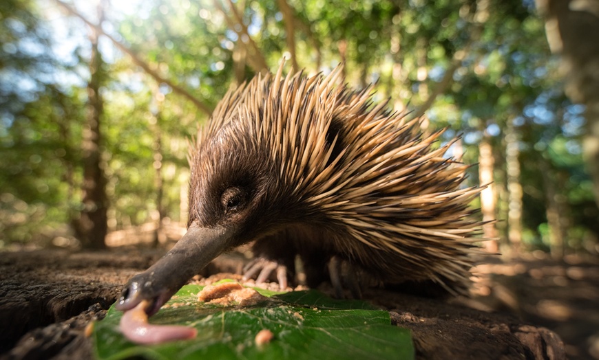 Image 12: Admission and Hospital Sneak Peek to Australia Zoo