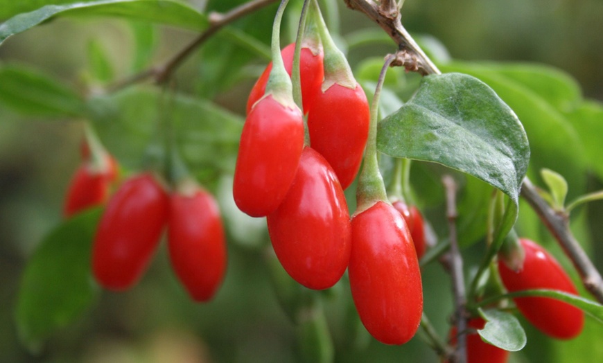 Image 1: Lycium Barbarum Goji Berry Plants