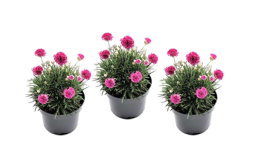 Image 3: Armeria Splendens Perennials