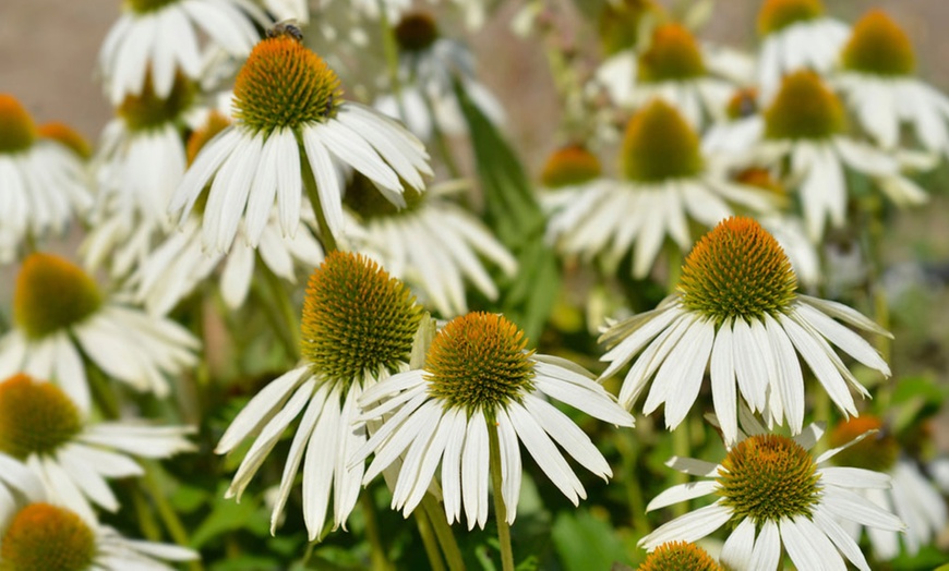 Image 2: Echinacea Breeders Mix - 6, 12 or 18 Plants