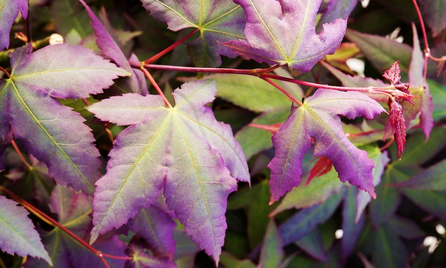 Image 1: Mystic Jewel Maple Acer Tree 