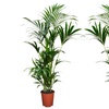 Image 8: 1 ou 2 palmiers Kentia d'intérieur