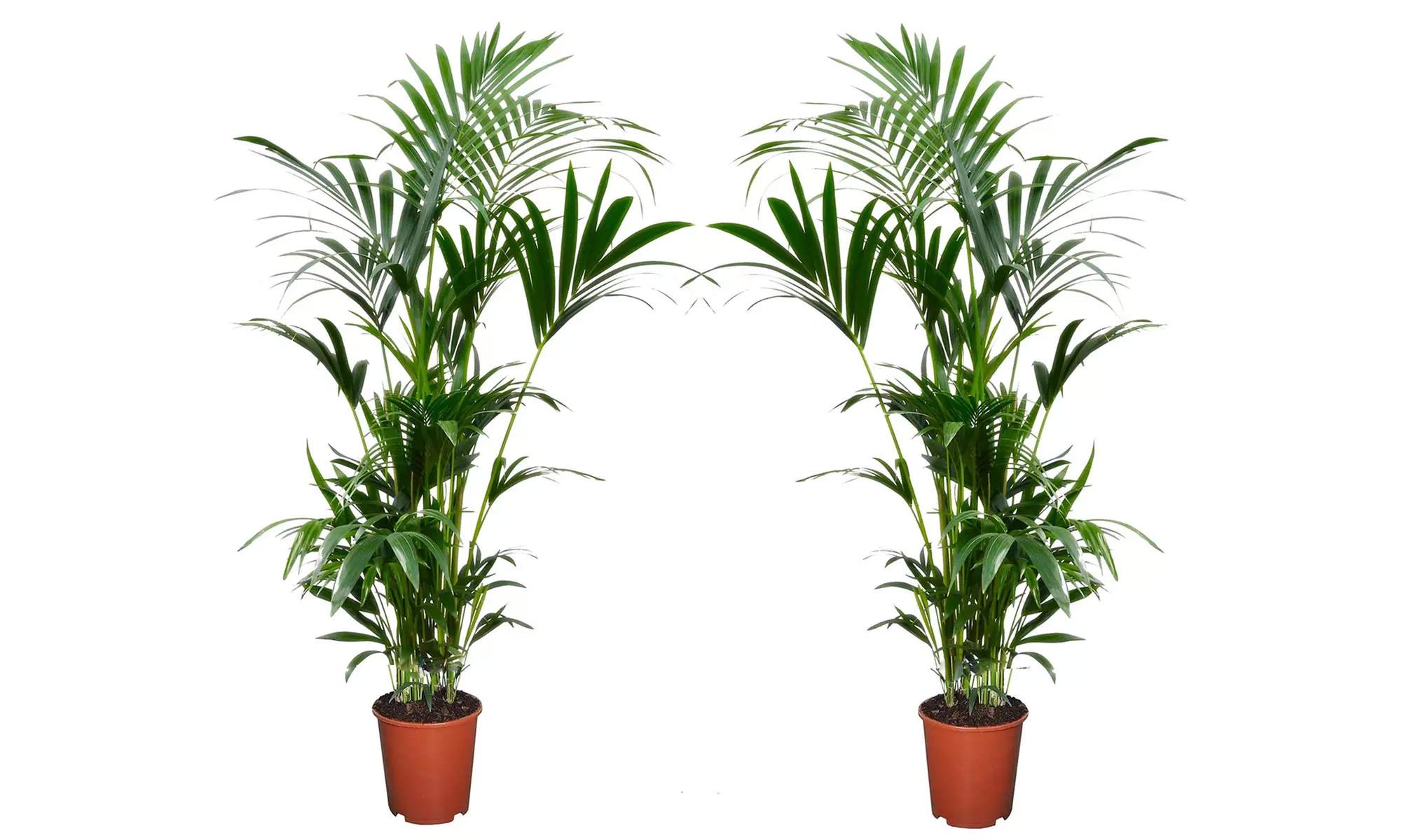 1 ou 2 palmiers Kentia d'intérieur