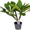 Image 3: 1x oder 2x Plumeria Hawaiien