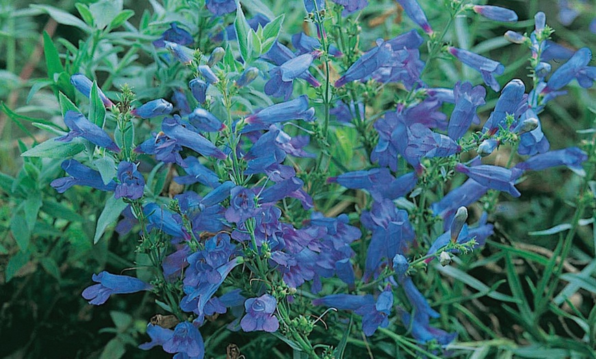 Image 2: 12 or 24 Hardy Penstemon Plants