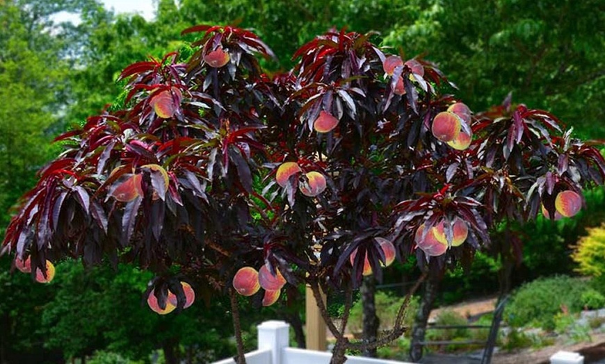 Image 1: Red Leaf Patio Peach Tree