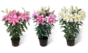 Two, Six or Twelve Oriental Lily Pollen-Free Roselily Plant Bulbs