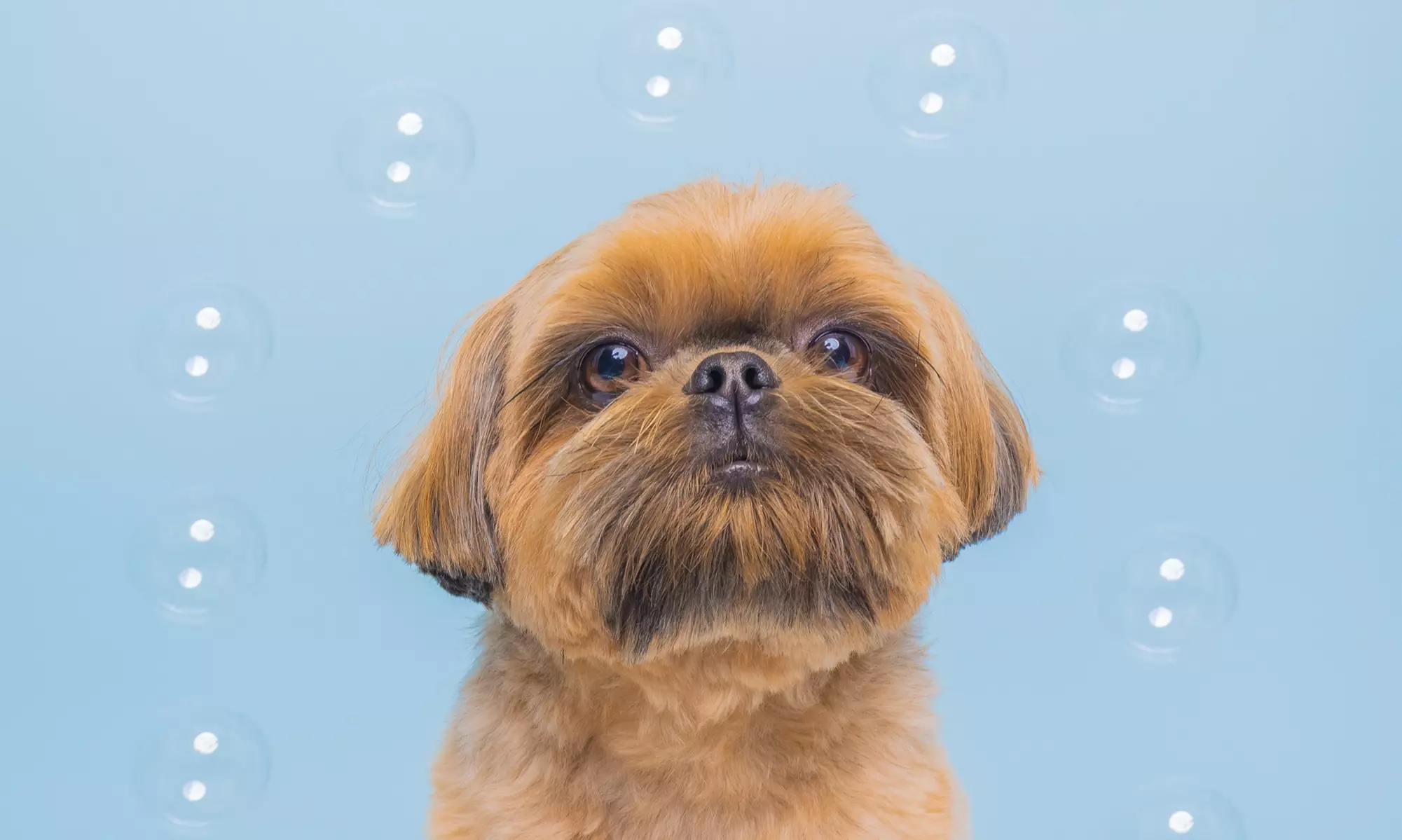 Up to 63% Off on Pet Photography at Daygo Studio - Second Medium