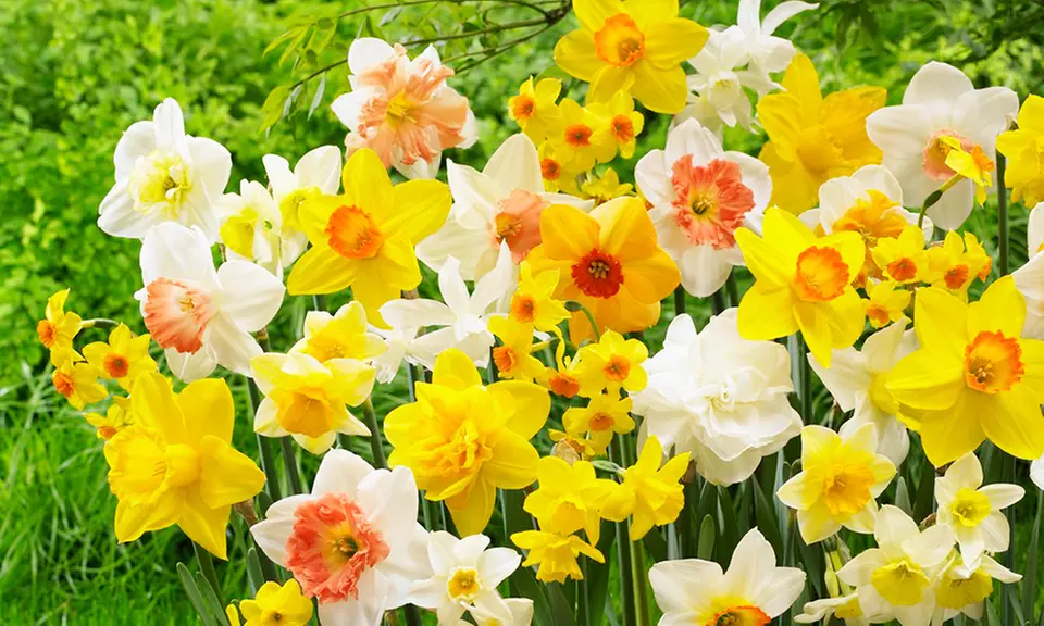 Daffodil All Spring Long Extravaganza Mix (25 Bulbs) - Primary Image