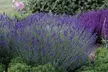 3 of 6 winterharde Lavendel Ardéche planten - Image 2