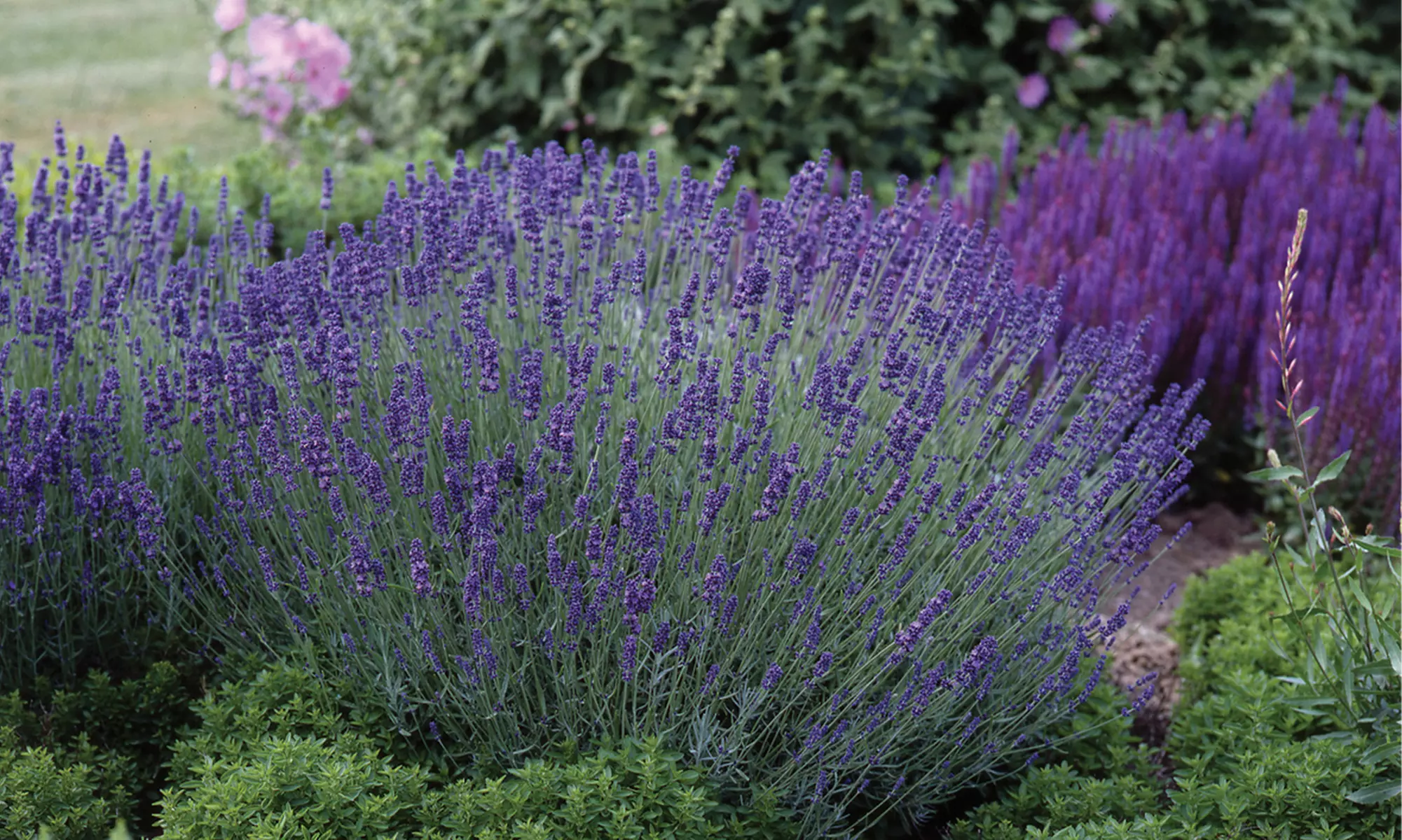 3 of 6 Lavendel Ardéche planten
