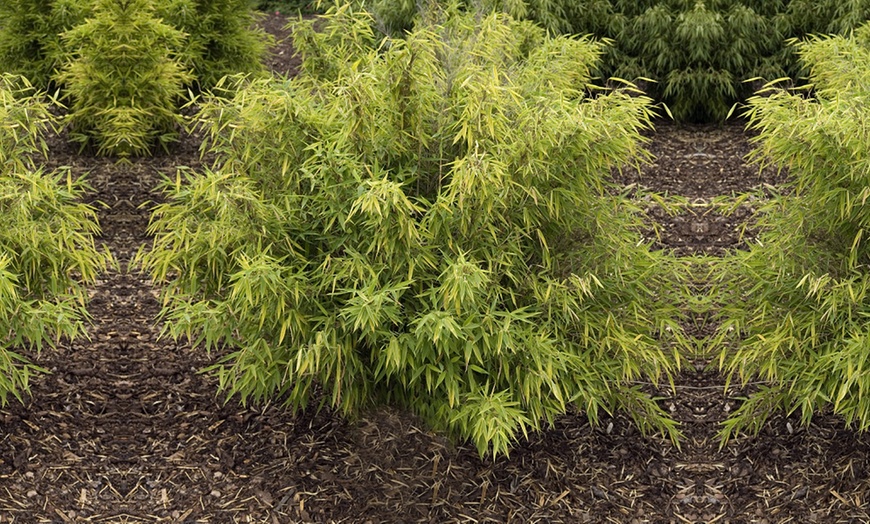 Image 2: Umbrella Bamboo 'Fargesia Rufa' - 1 or 2 Potted Plants + Patio Planter