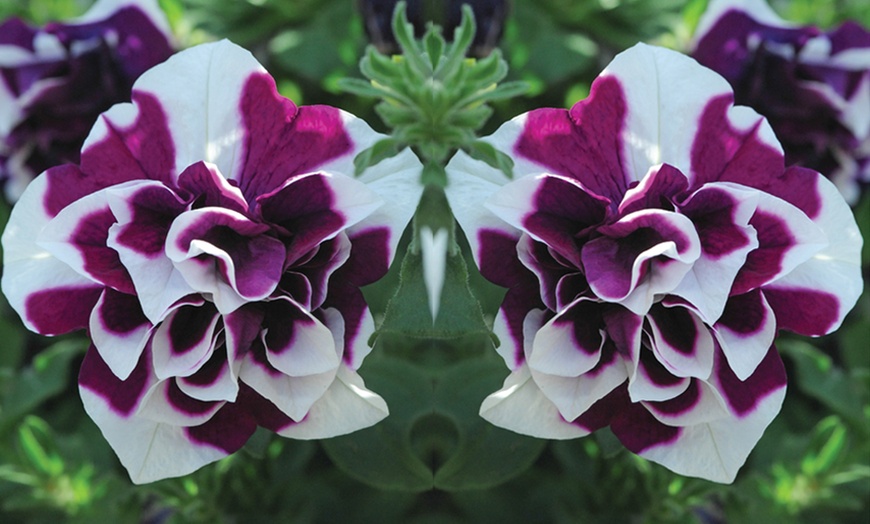 Image 8: Scented Petunia Frills and Spills, 5, 10 or 20 Plants