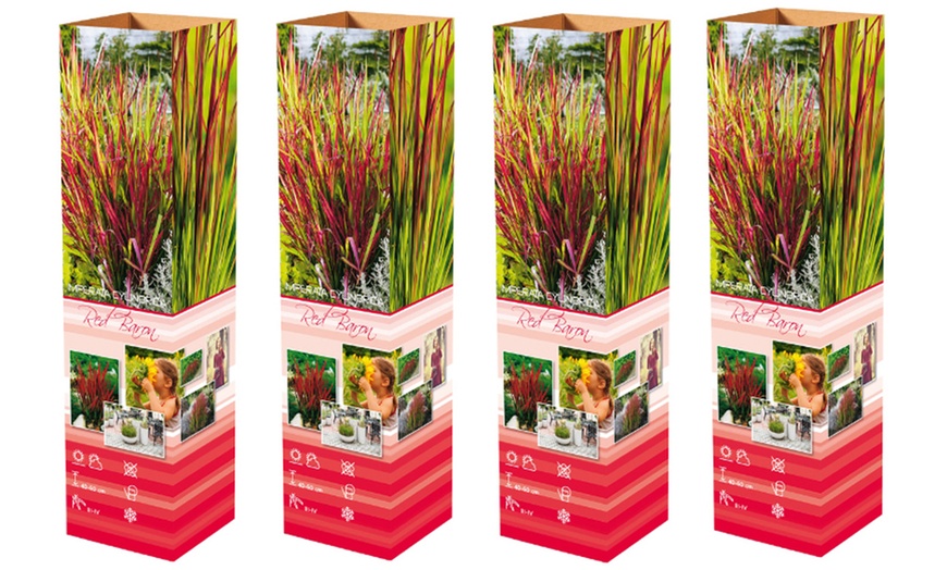 Image 8: Set de 4 ou 8 graminées ornementales "Red Baron" de Gardenzo
