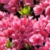 Image 3: 2 o 4 piante di azalea giapponese Anouk