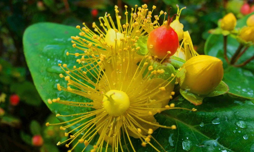 Image 7: Hypericum Miracle Marvel-planten