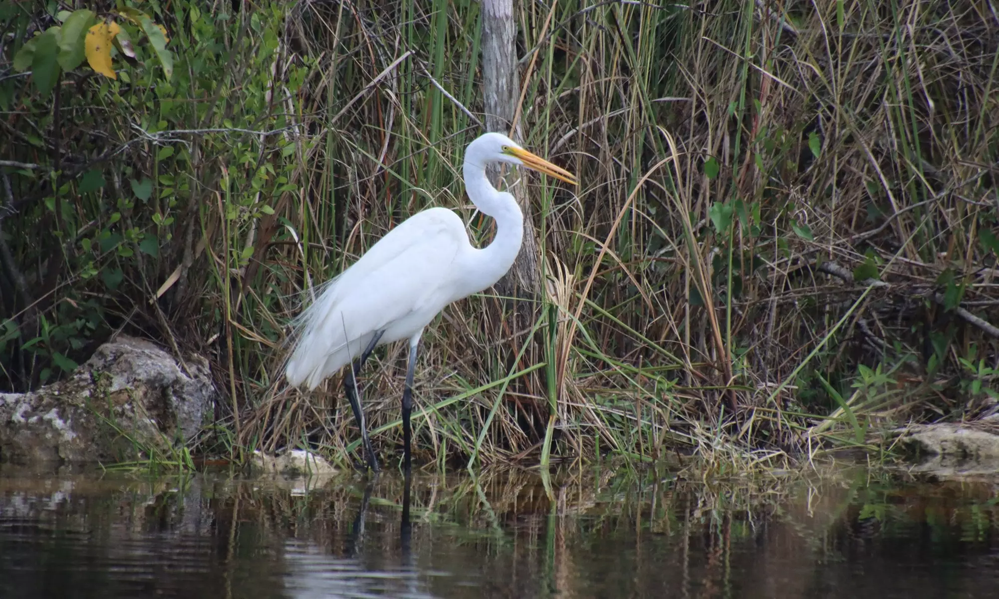 Up to 18% Off an Everglades Airboat Adventures in Kissimmee
