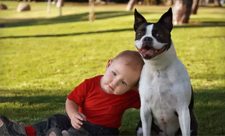 $59 for a 30-Minute Your Dog's a Star Photo Shoot from Rita Spiegel Photography ($175 Value) - Primary Image