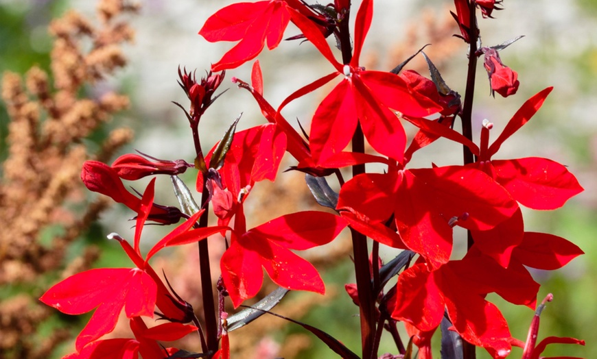 Image 2: One, Three or Five Lobelia Bees Flame Plants