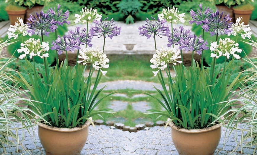 Image 8: Agapanthus Blue and White Collection - 6 or 12 Plants