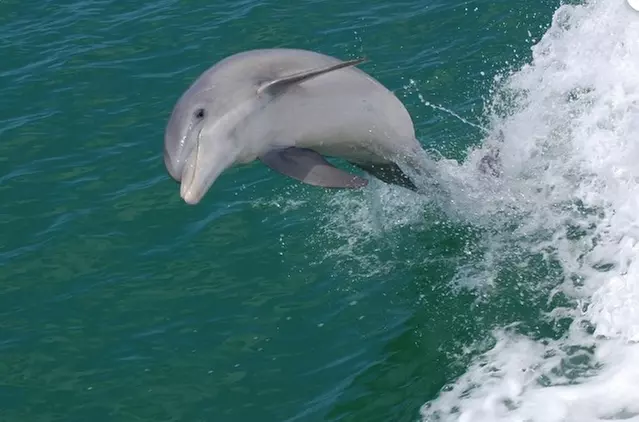 Dolphin Adventure Boat Tours for All Ages at Mega Bite Dolphin Adventure Tour (Up to 30% Off) - Second Medium