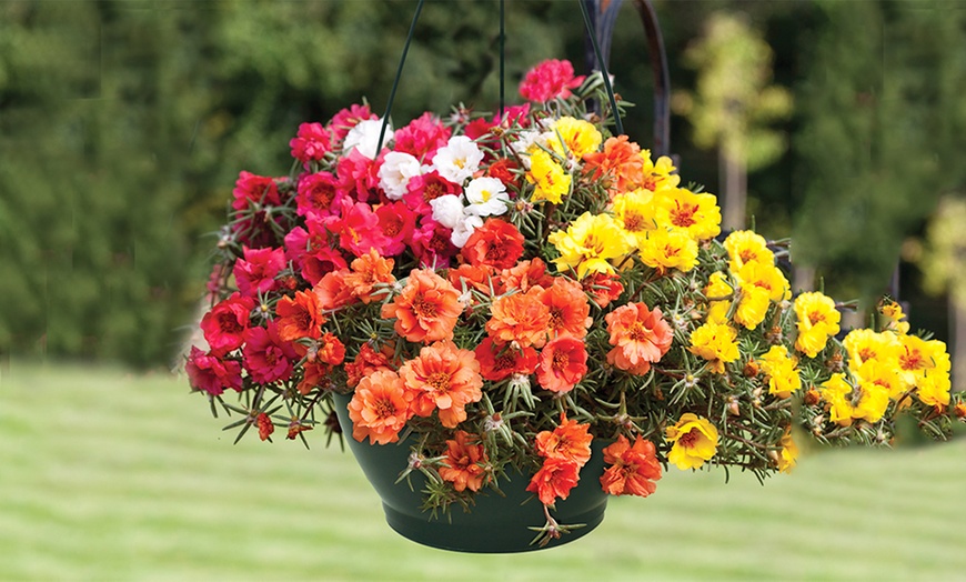 Image 1: Two Portulaca Hanging Baskets