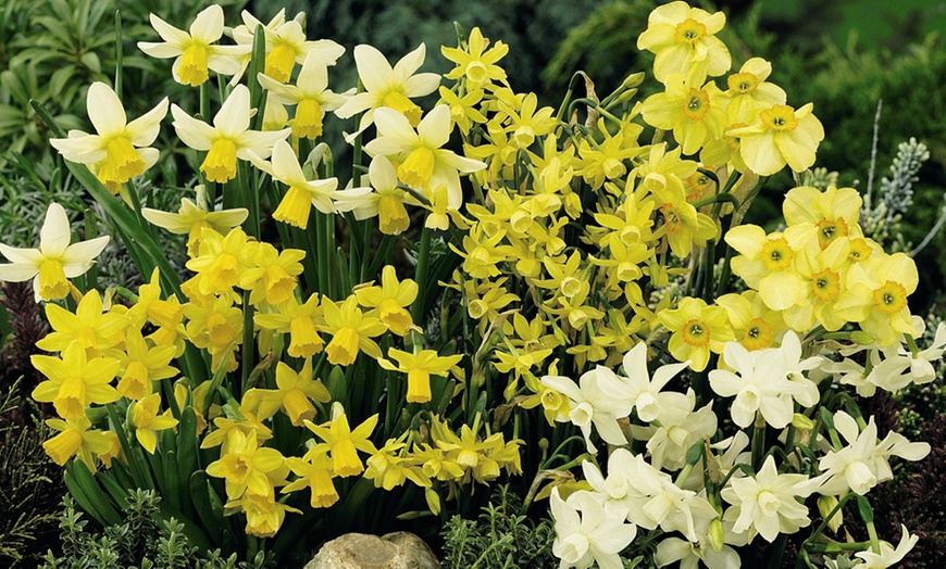 Image 1: 20, 40 or 80 Narcissus Miniature Mixed Bulbs