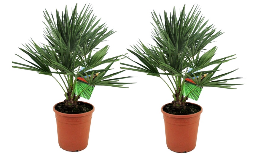 Image 3: 1 ou 2 plants de palmiers Chamaerops Humilis en pot