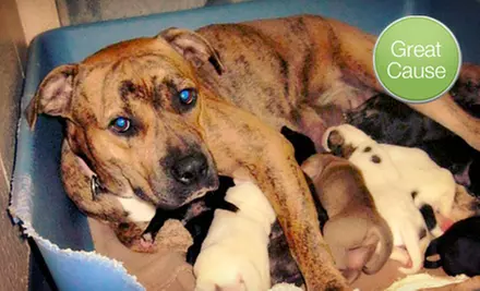 $10 Donation to Treat Neglected Dogs - Primary Image