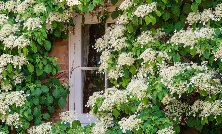 Image 2: Klimhortensia Hydrangea Petiolaris