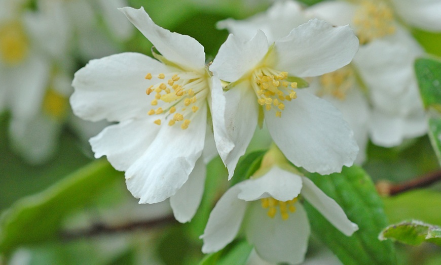 Image 4: Philadelphus Lemoinei Collection