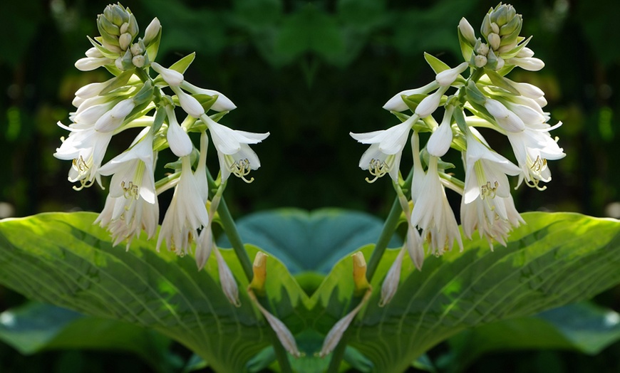 Image 2: Up to Six Hosta Giant Leaved Mix Bare Roots