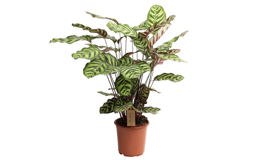 Image 7: Planta Calathea