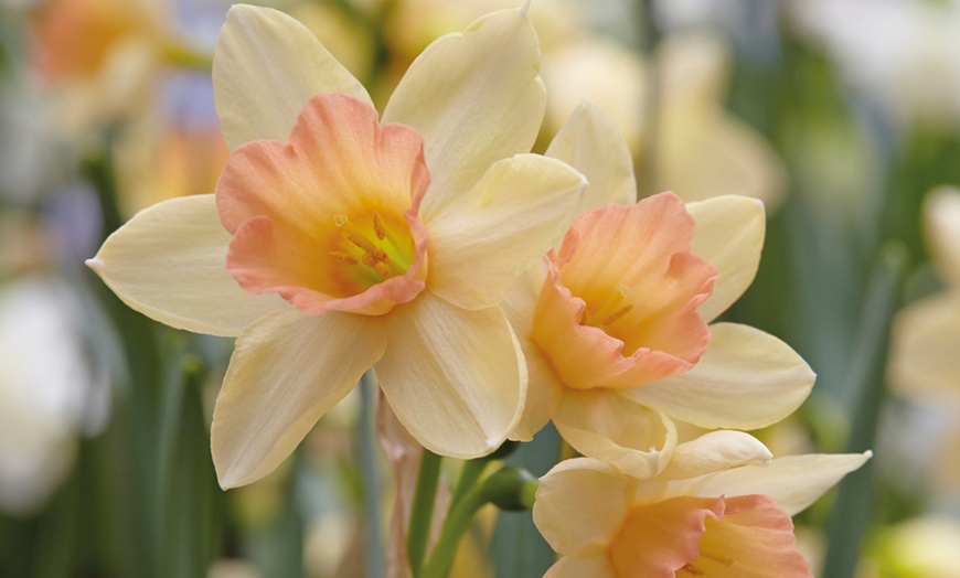 Image 3: 20 or 40 Daffodil Blushing Lady Bulbs