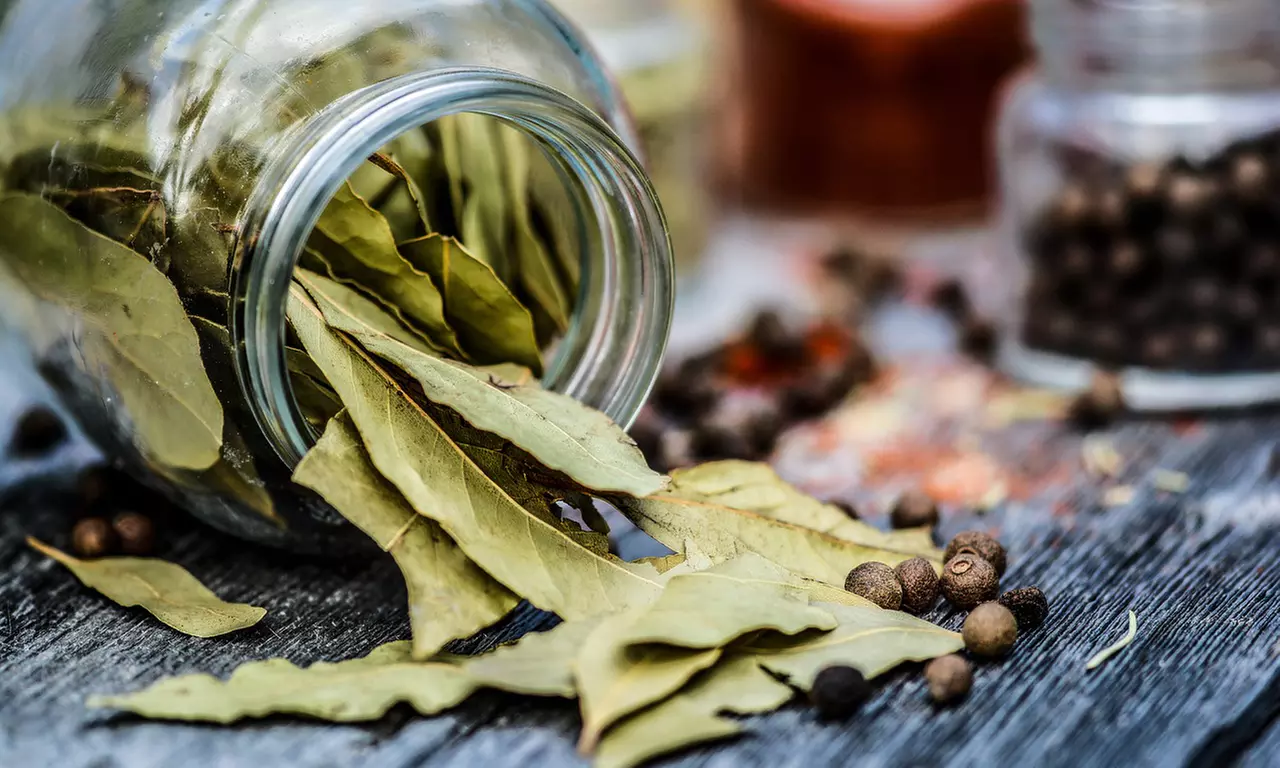 Plant de laurier Laurus Nobilis 90-100 cm, livré en pot - Image 7
