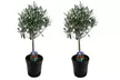 2x winterharter Olivenbaum, optional mit Korb - Second Medium