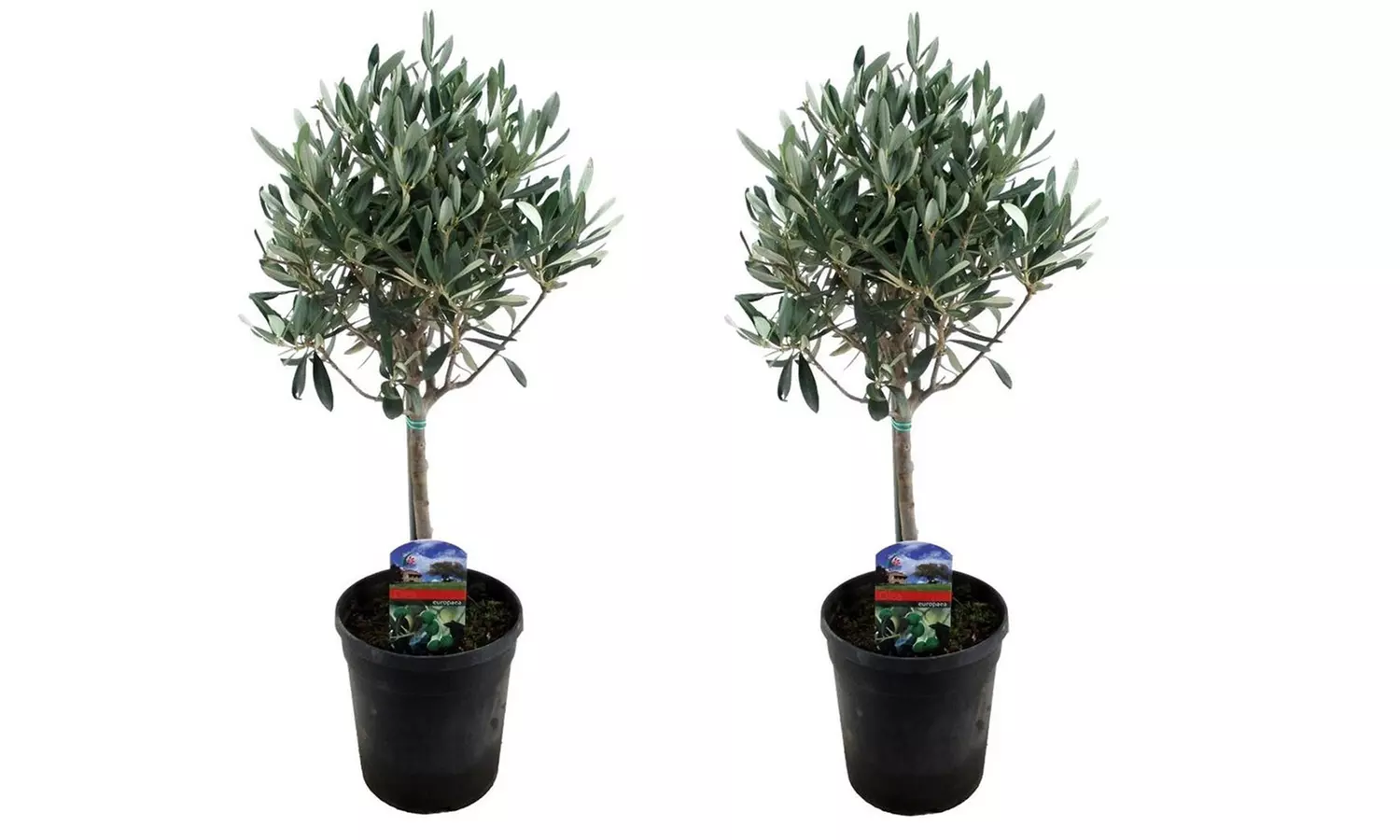 2x winterharter Olivenbaum, optional mit Korb