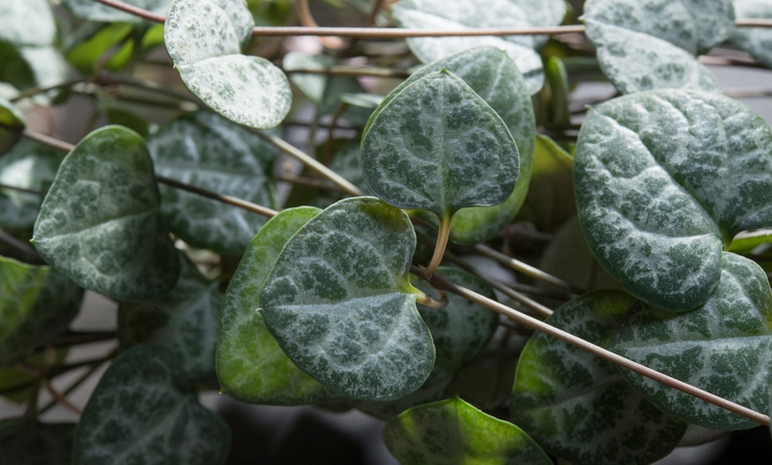 Image 8: Plantas para el hogar 