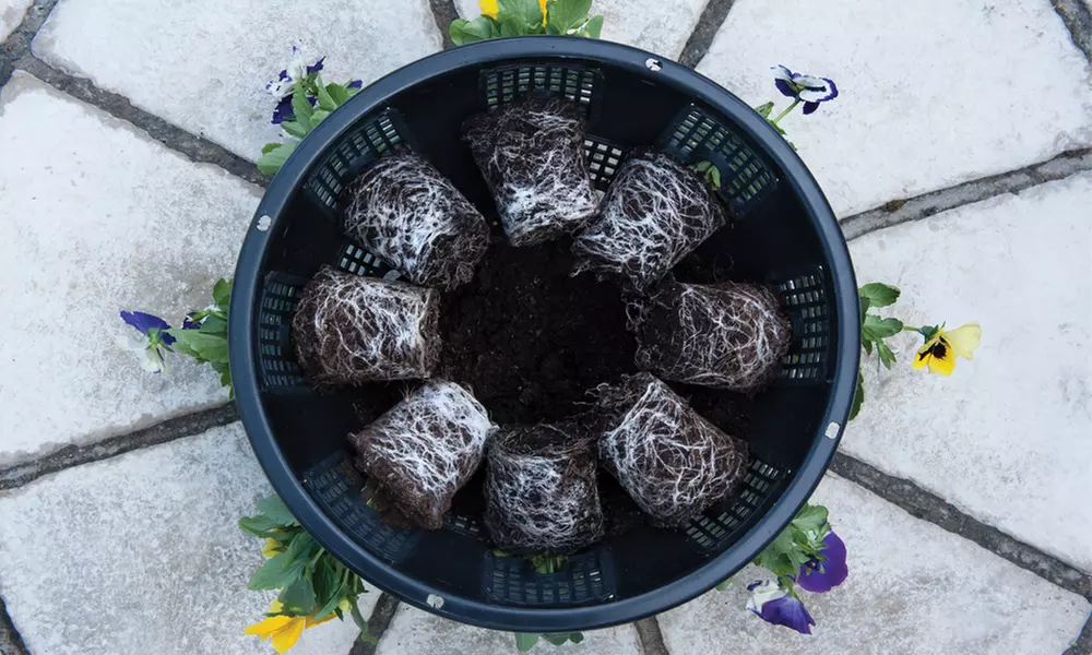 Garden Hanging Basket Collection