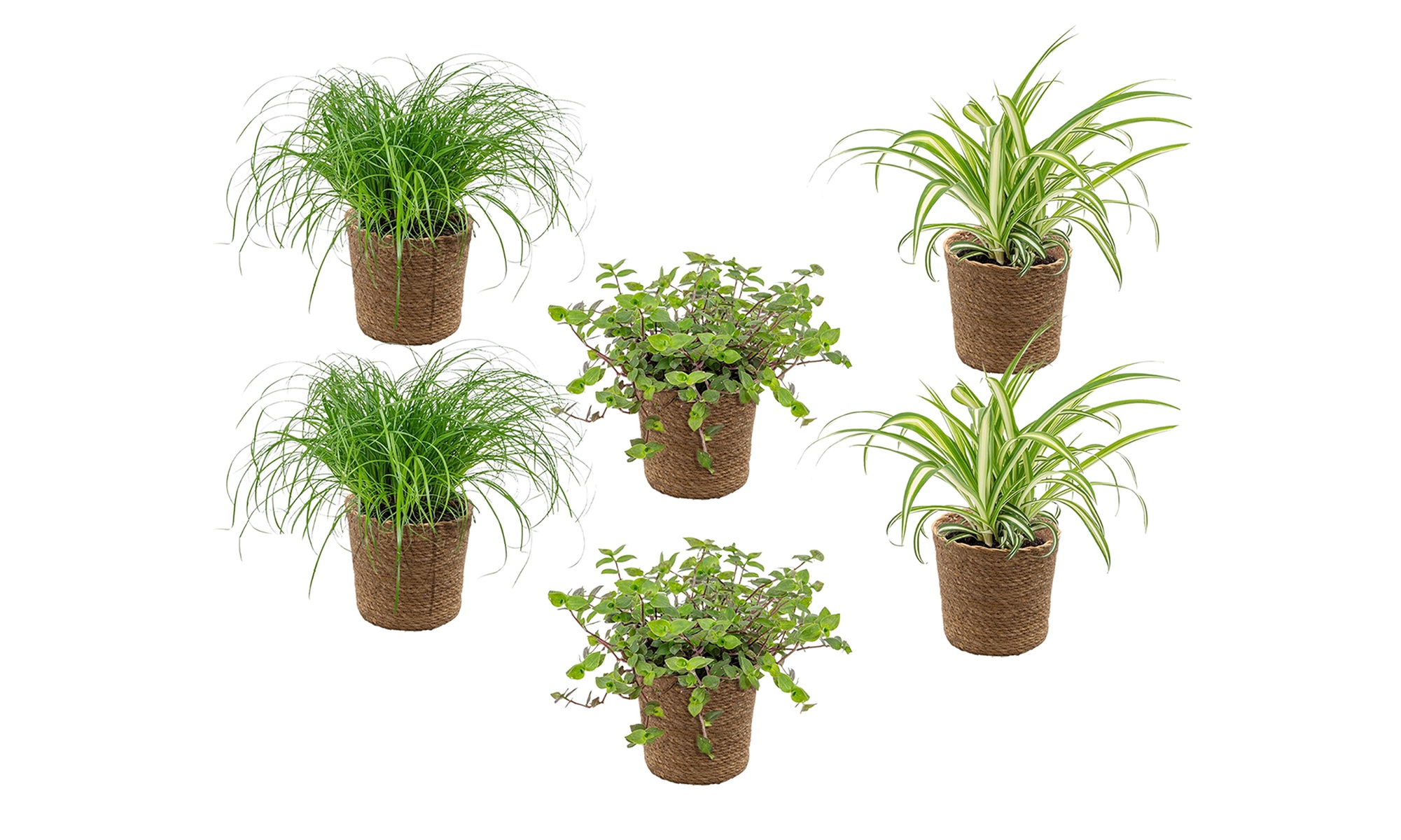 3er- oder 6er-Set haustierfreundliche Zimmerpflanzen inkl. Korb
