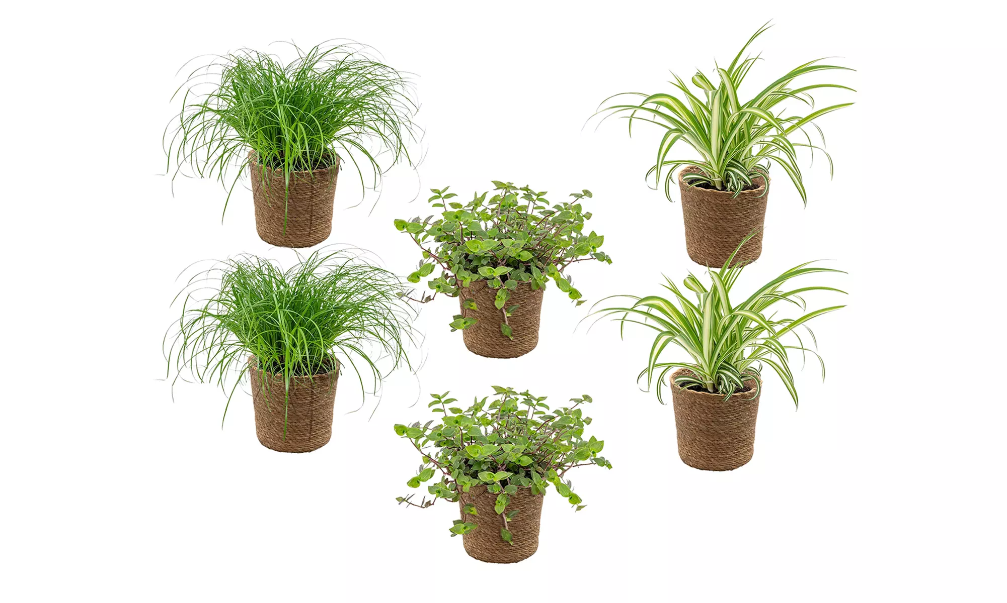 3er- oder 6er-Set haustierfreundliche Zimmerpflanzen inkl. Korb - Primary Image
