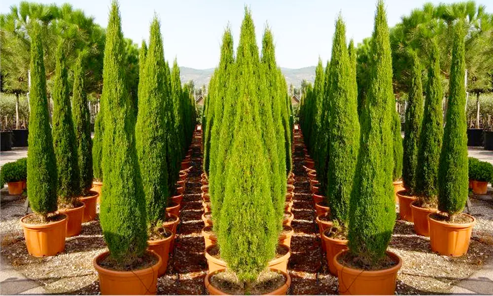 Two Van Gogh Cypress Trees from £19.99 With Free Delivery (50% Off) - Image 2