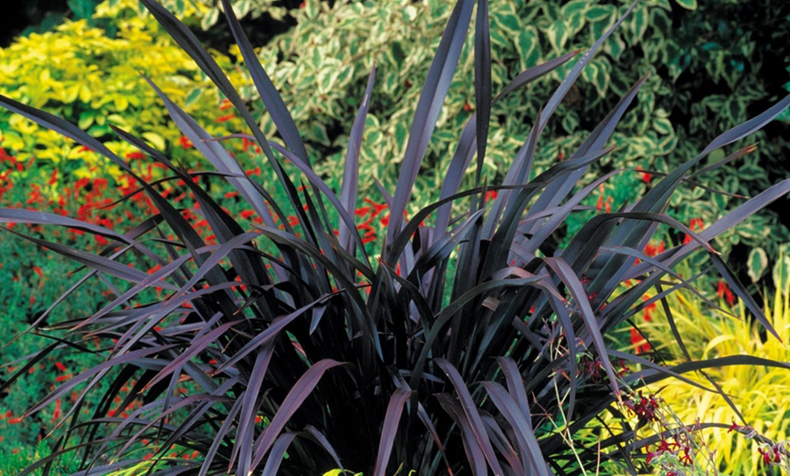 Image 1: Phormium Black Velvet in 9cm Pot