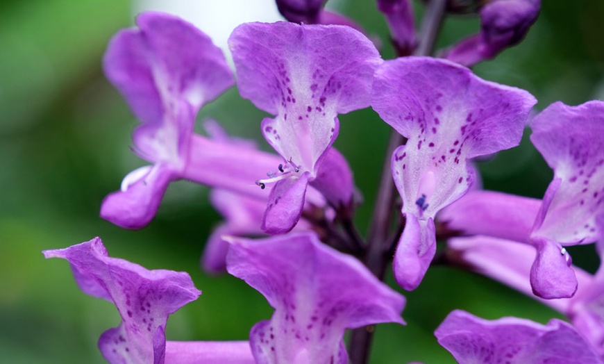 Image 2: Purple Plectranthus 'Magic Mona’ - 1, 3 or 5 Potted Plants