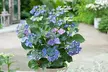 3x oder 6x Hortensie „Teller" in der Farbe nach Wahl - Second Medium