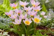 100 Bulbos de flor Tulipa 'Bakeri Lilac wonder - Second Medium