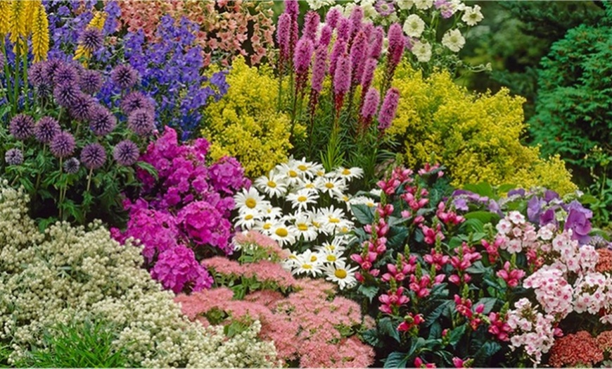 Image 2: Five Perennial Border Plants