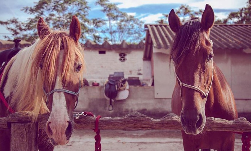 Image 6: Día de aventuras: ruta a caballo para hasta 4 personas de 60 minutos