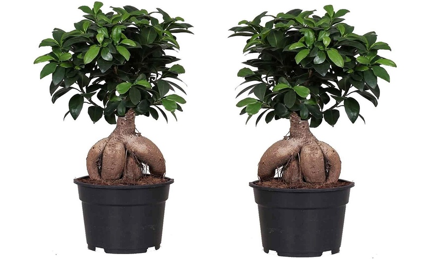 Ficus Ginseng Bonsai Bäume Groupon Goods