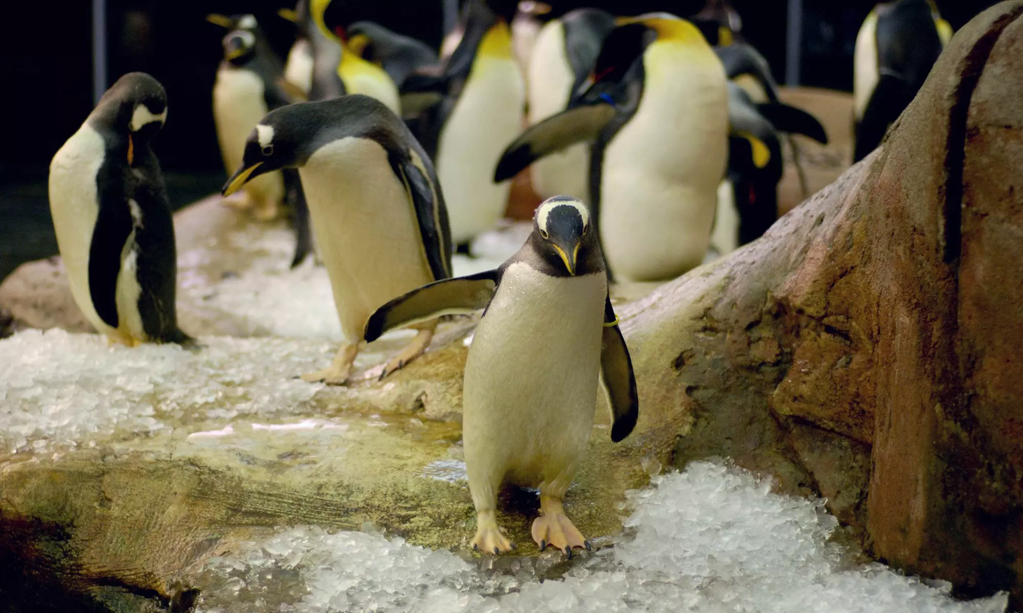 Entrada de día a elegir a Selwo Marina, Aventura y/o teleférico